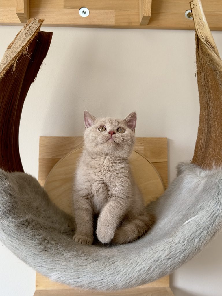 Marty (1)