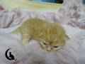 Charly (8)