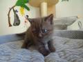 Toffifee(1)