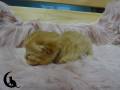 Percy (2)