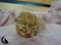 Percy (3)