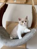 Alice (4)