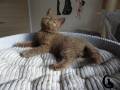 toffee1