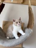 Alice (5)