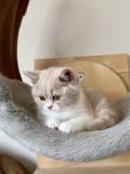 Alice (7)