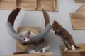 Arwen, Bilbo und Frodo